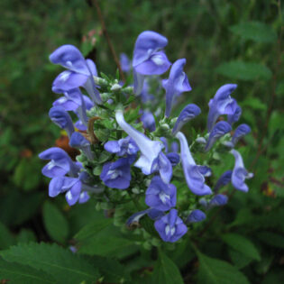 Scutellaria incana, Hoary Skullcap, has toothed leaves and many small tubular flowers in lavender or blue.