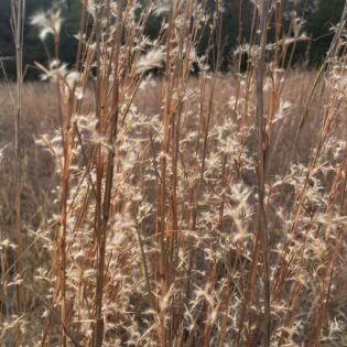 Schizachyrium scoparium, Little Bluestem