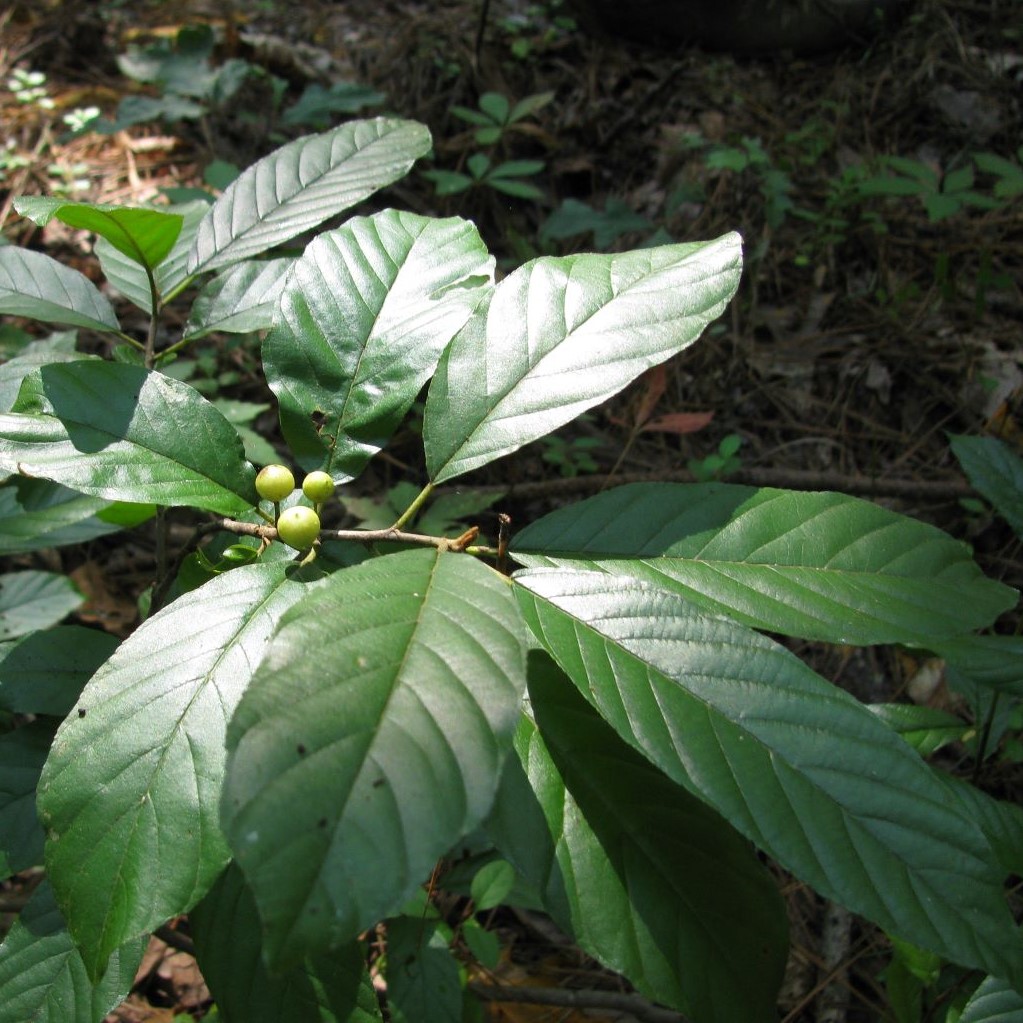 Frangula caroliniana (Carolina Buckthorn)