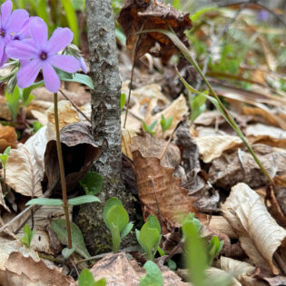 Phlox stolonifera, Creeping Phlox