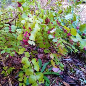 Symphoricarpos orbiculatus, Coralberry, is a fruiting shrub with bluish-green leaves and arching branches. It bears showy, purple pink berries in late fall.
