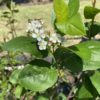 terminal clusters of small five petal white flowers of Aronia melanocarpa (Black chokeberry)