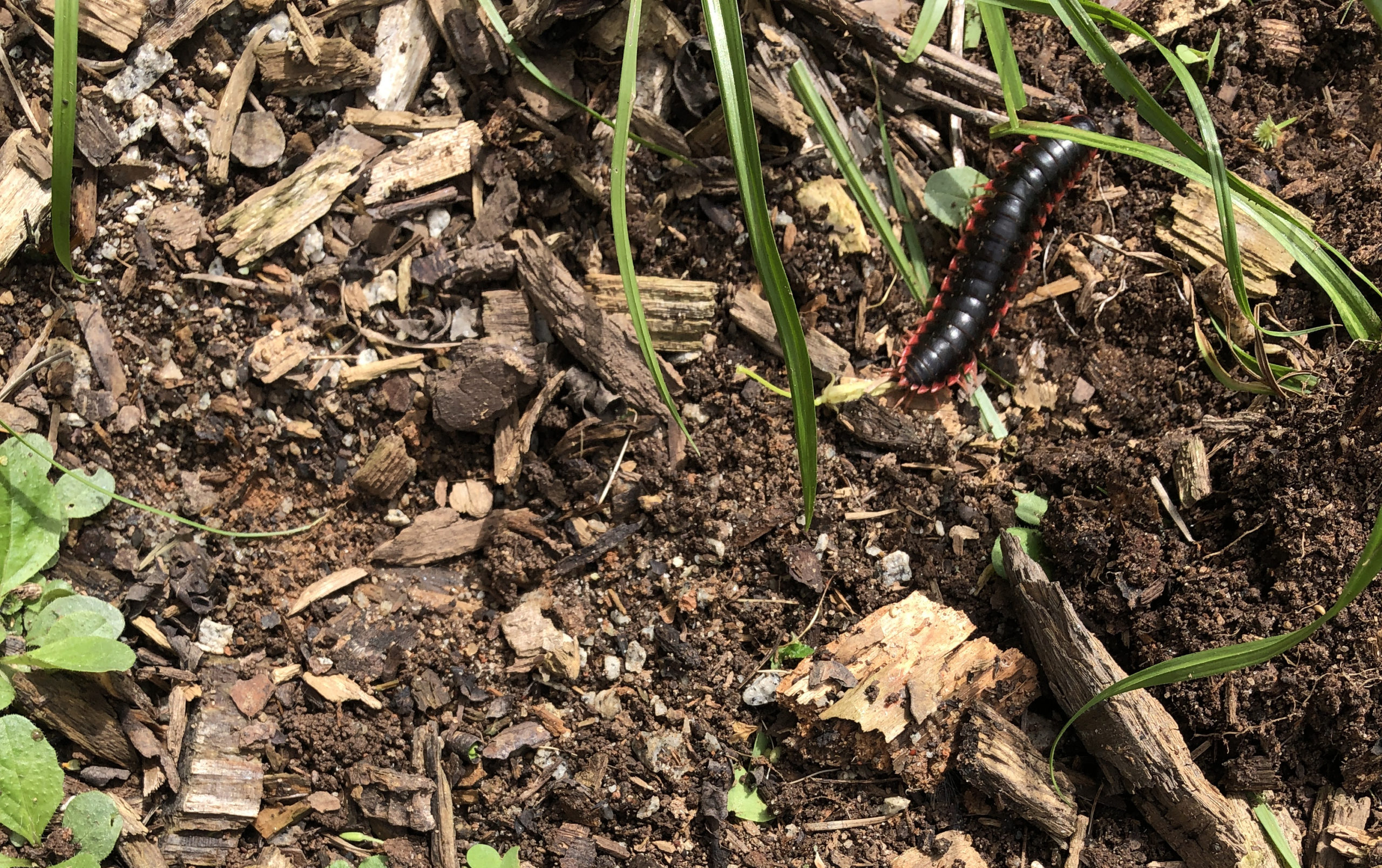 Compost enriched soil with a millipede