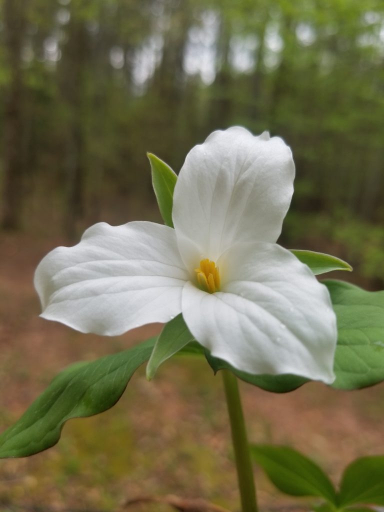 Trillium grandiflorum close up with white flower