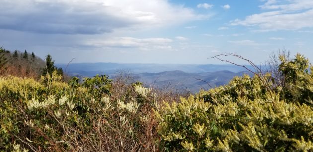 image from mountaintop with short flowering plants in the foreground and mountain range behind