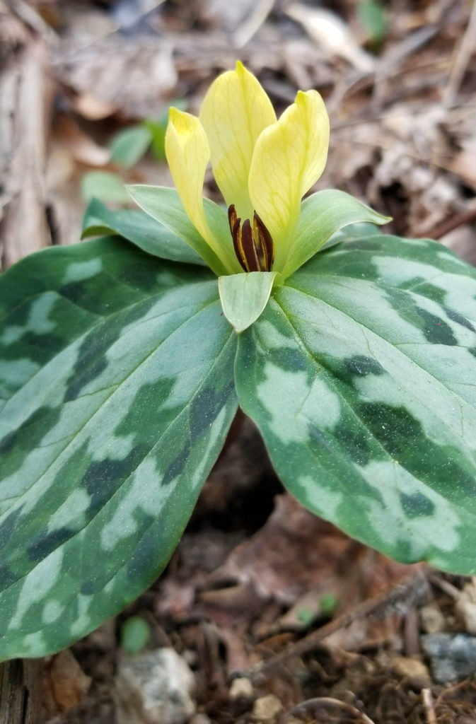 Trillium discolor close up with yellow flower