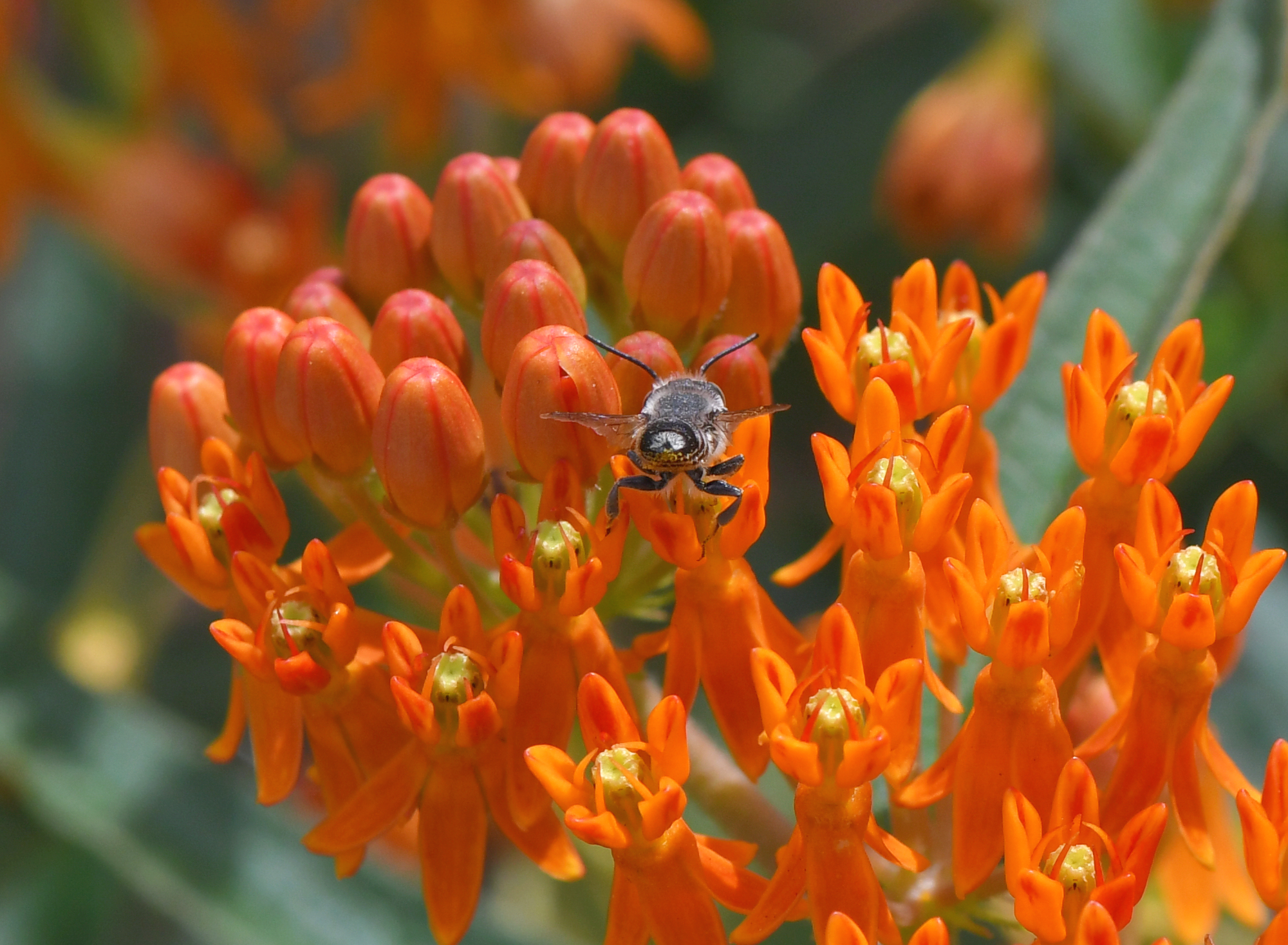 Honey bee, Apis mellifera, visiting Butterfly weed, Asclepias tuberosa