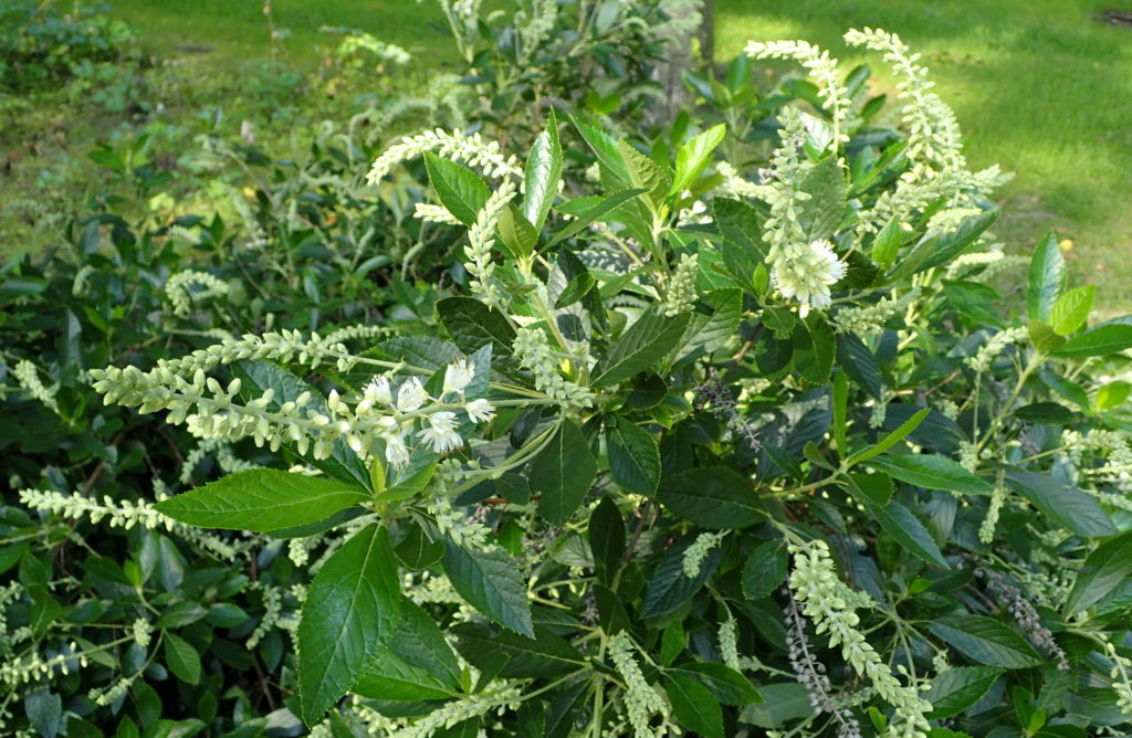 Clethra alnifolia, a fragrant summer blooming shrub.