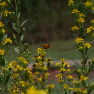 Solidago petiolaris, Downy Goldenrod, photo by Don Hunter