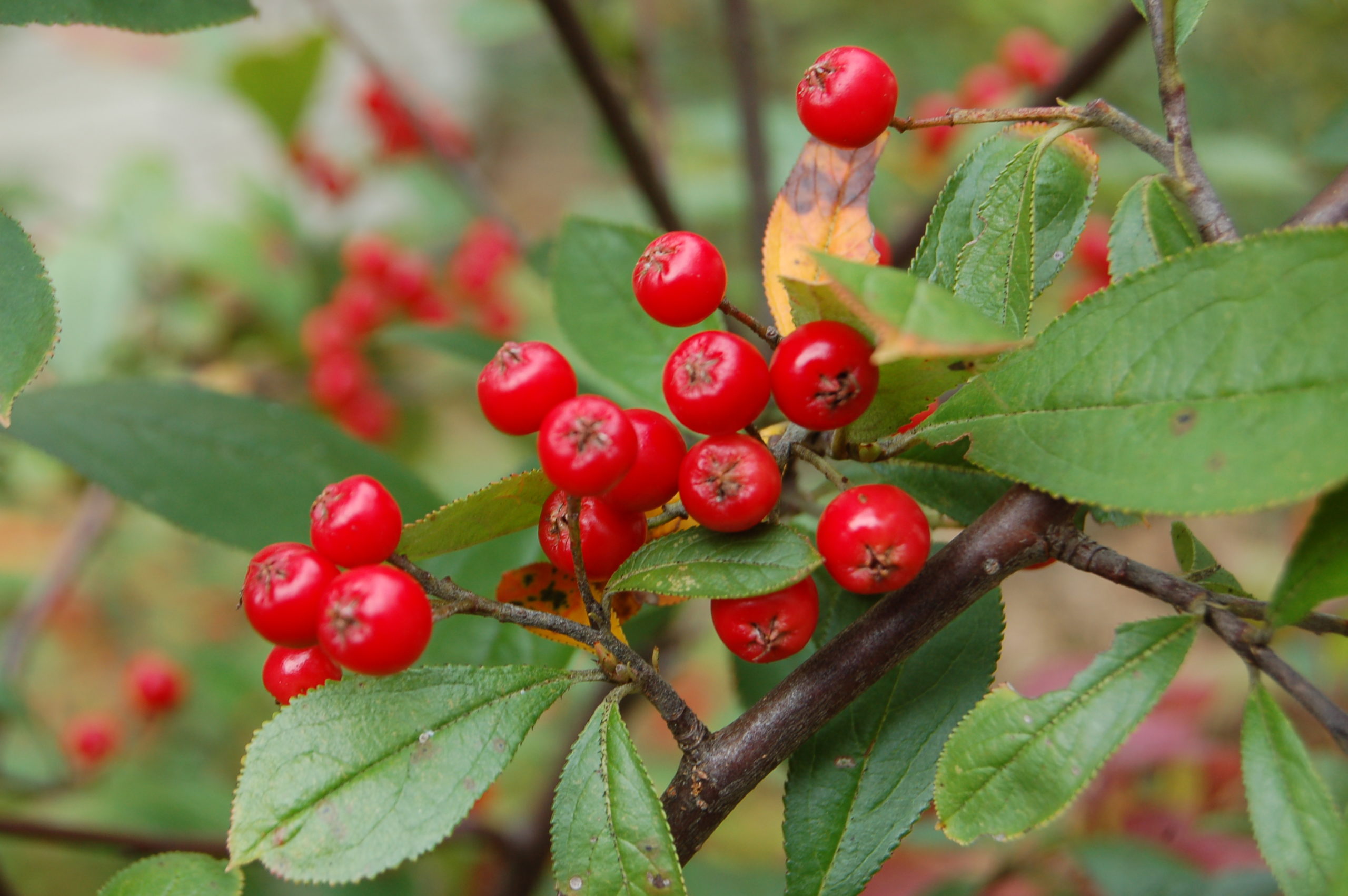 Aronia arbutifolia (red chokeberry) ripe red berries