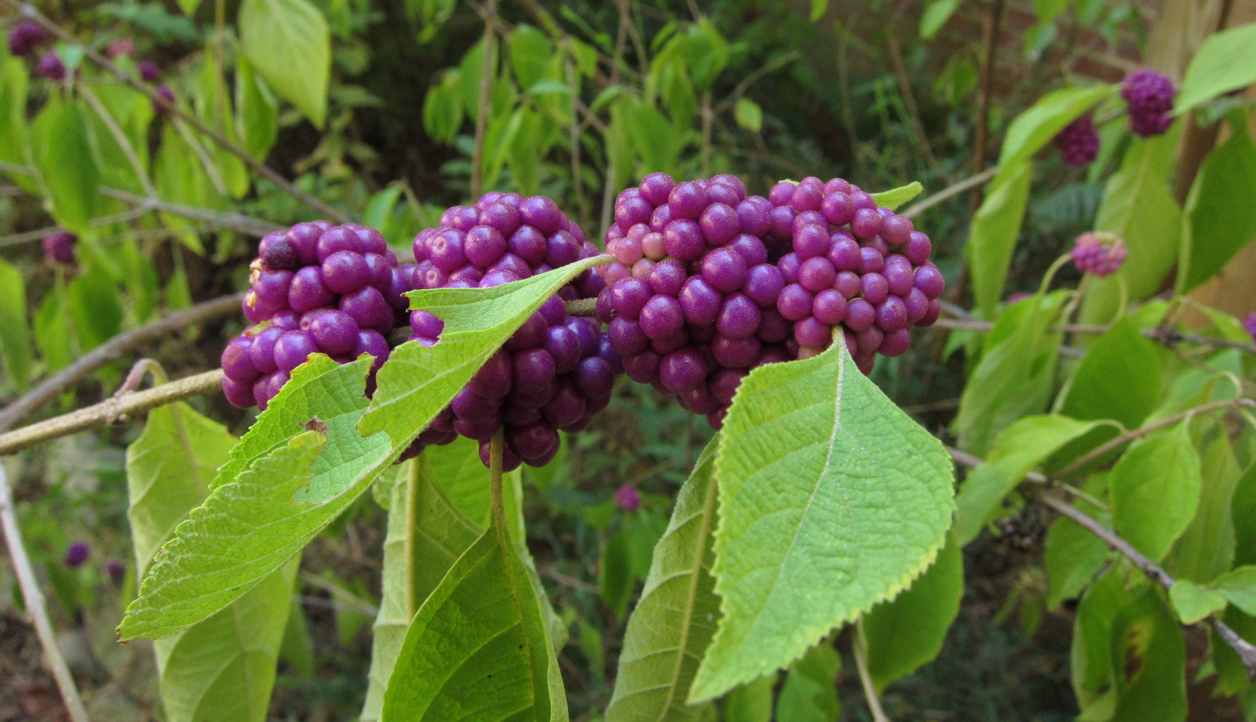 purple berry clusters on Callicarpa americana (beautyberry)