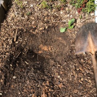 Small hole dug into topsoil of the sunbeds to show depth of amended topsoil.
