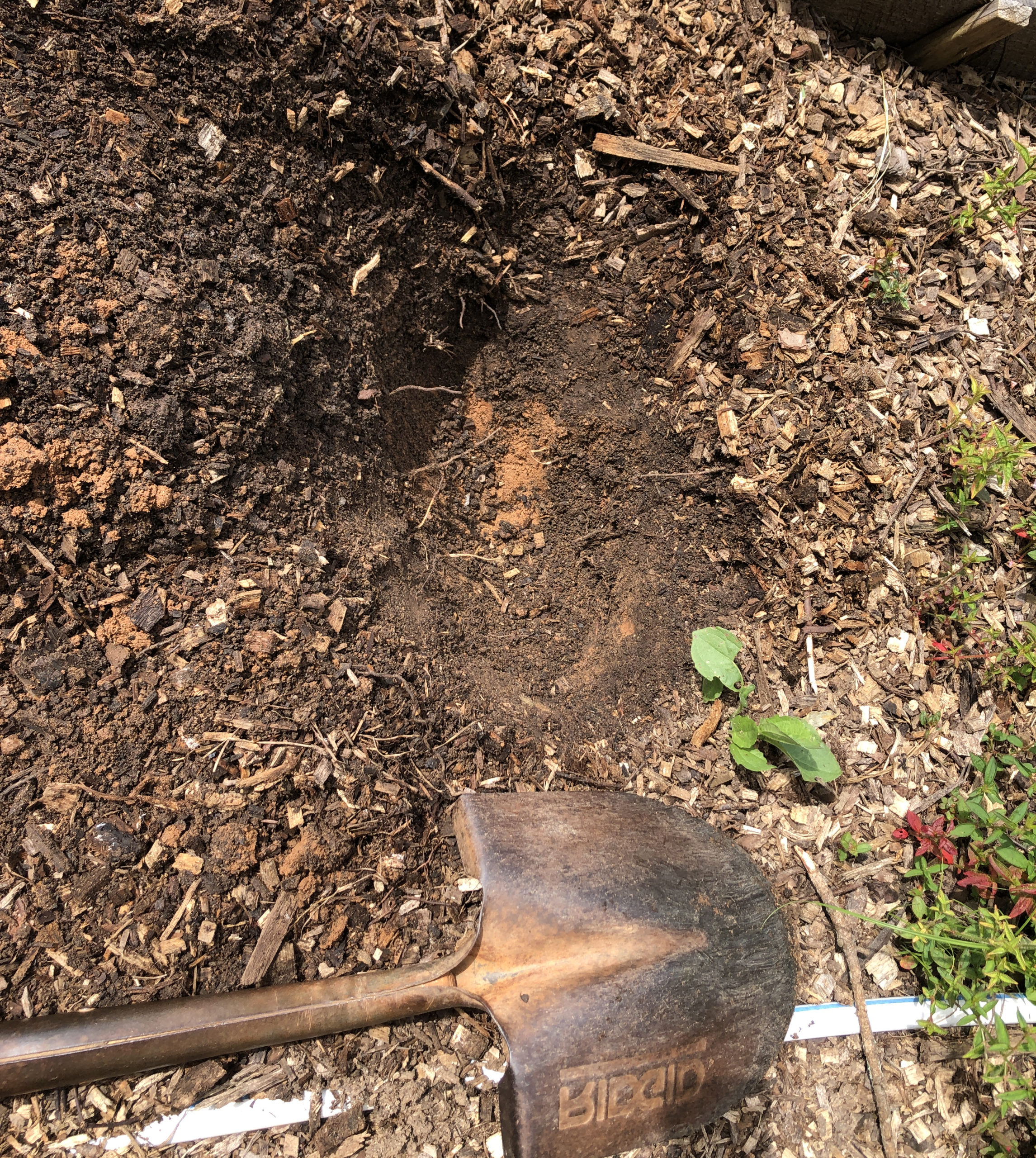 Amended soil in sunbeds, several years later, with a shovel for scale.
