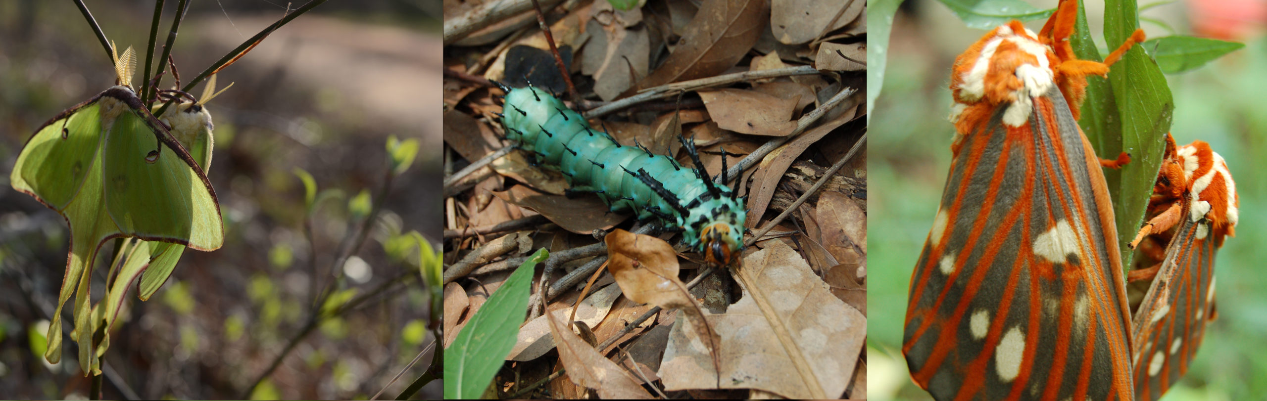 3 separate images of moths and caterpillars. green moth (left), blue spiky caterpillar (middle), and white and orange moth (right)