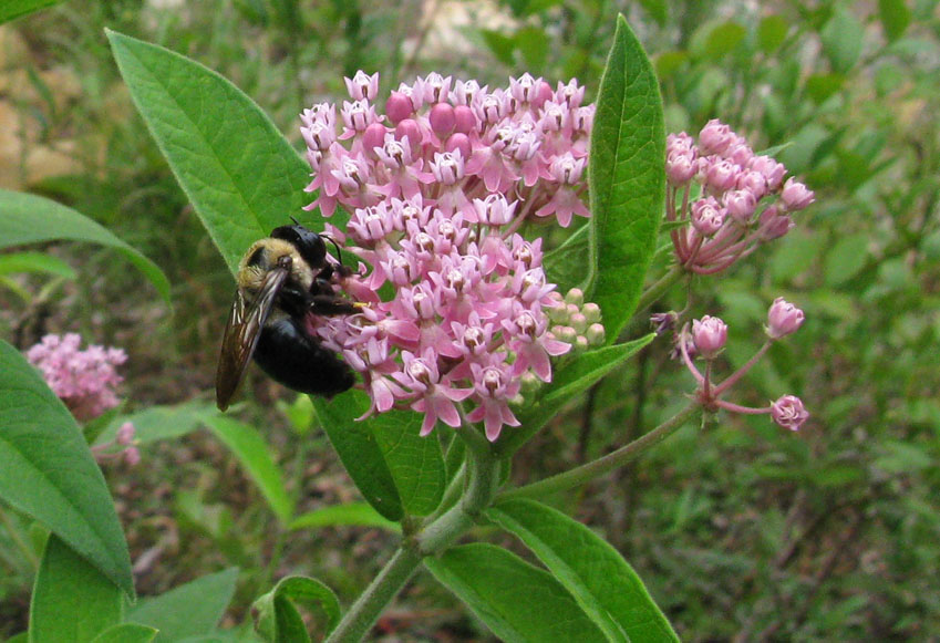 bumble bee on pink milkweed flowers