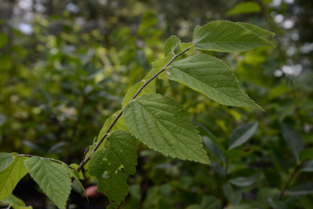 Celtis laevigata (sugarberry) leaves