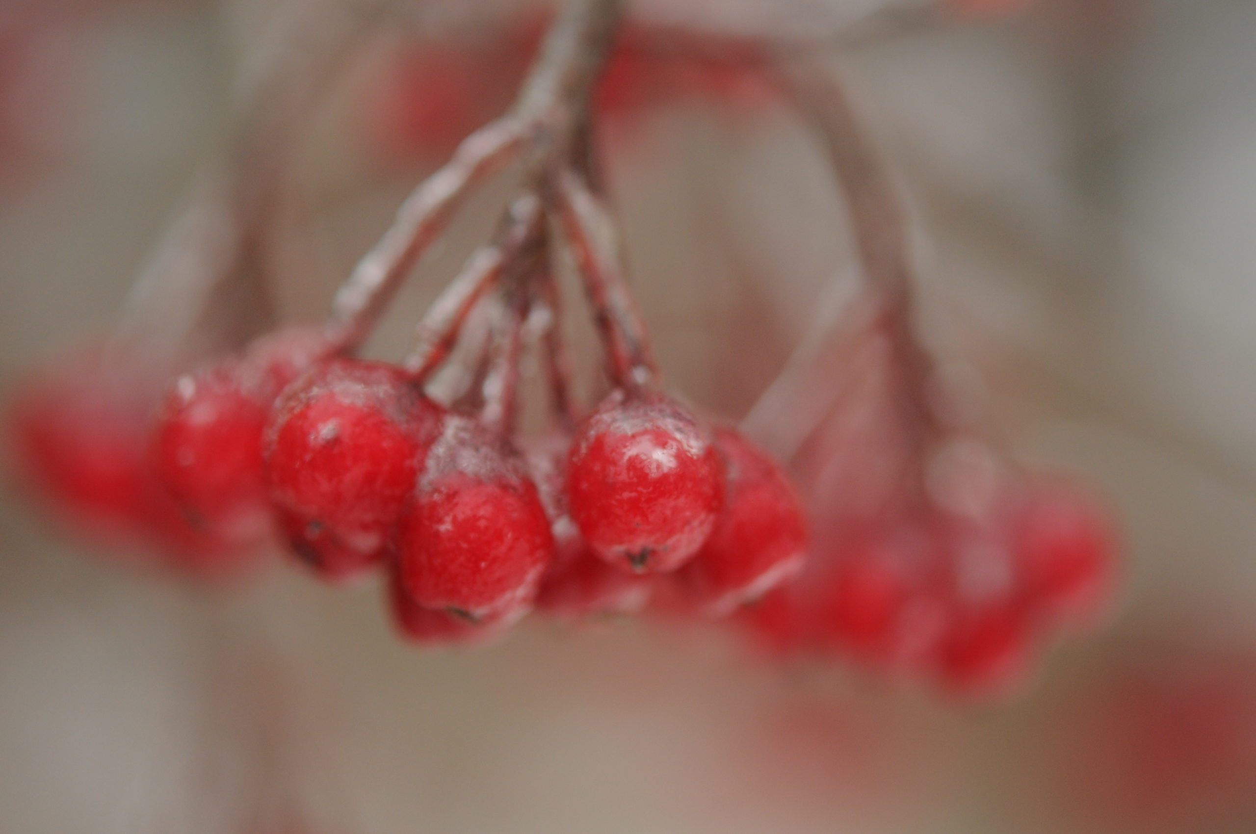 red chokeberries in the winter