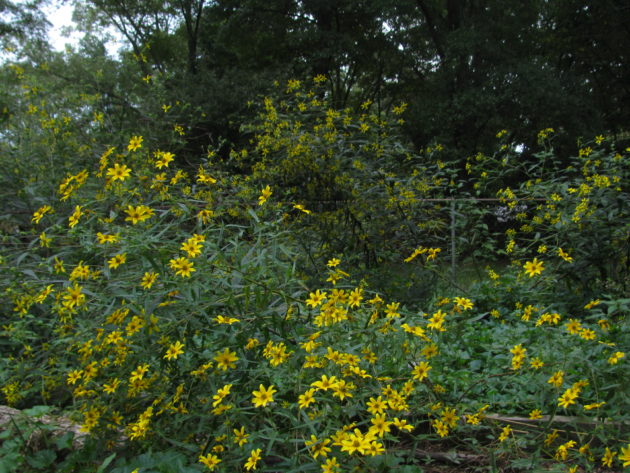 blooming yellow flowers of Helianthus divaricatus (woodland sunflower)