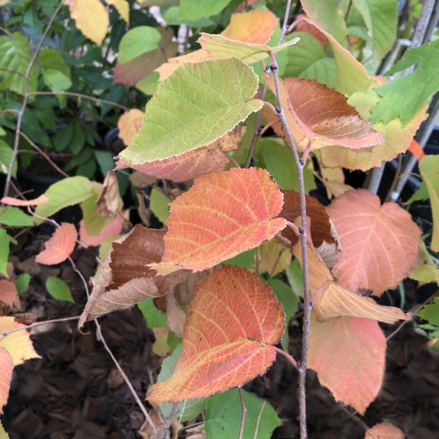 Corylus americana (hazelnut) leaves turning red/orange