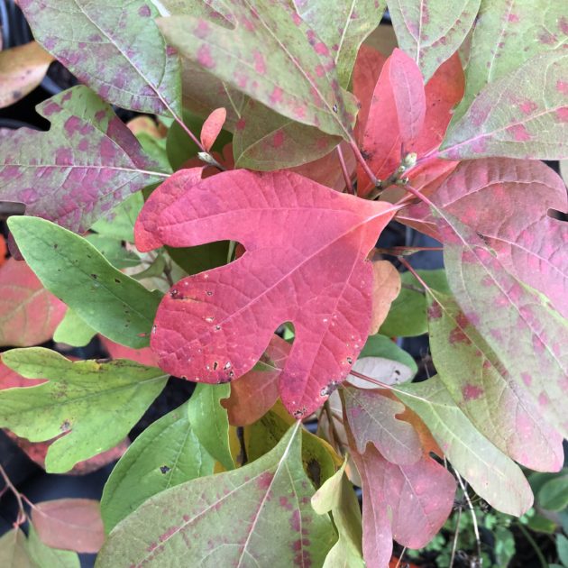 Sassafrass leaves turning red