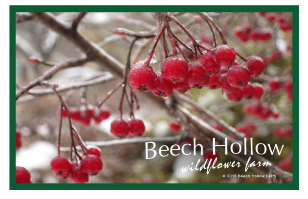 Beech Hollow gift card with red berries growing from a tree in winter