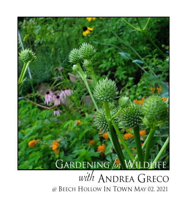 Gardening for Wildlife with Andrea Greco @ Beech Hollow In Town May 2, 2021