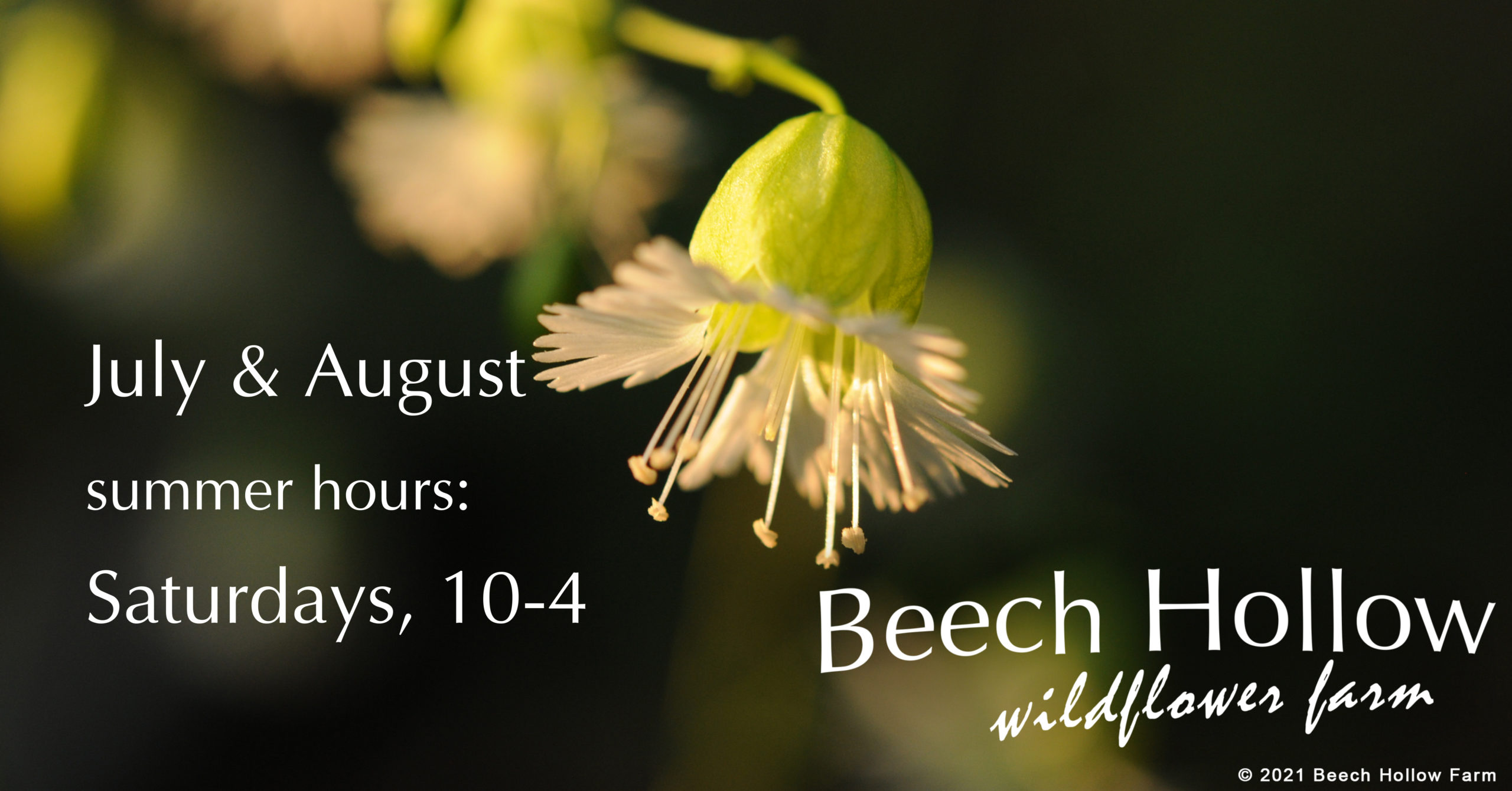 Beech Hollow wildflower farm July and August summer hours: Saturdays 10am-4pm