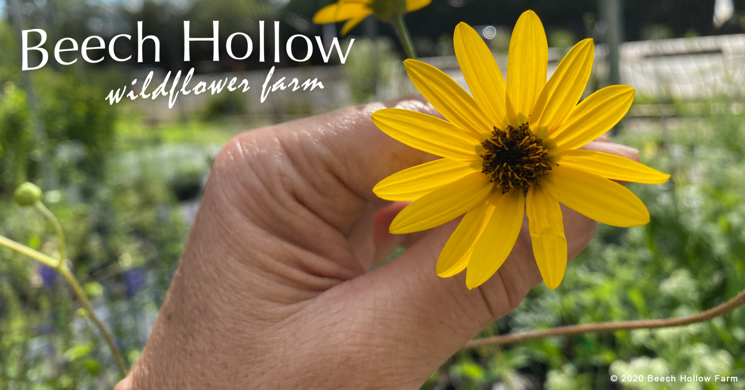 Purple Disk Sunflower in bloom now. Beech Hollow wildflower farm