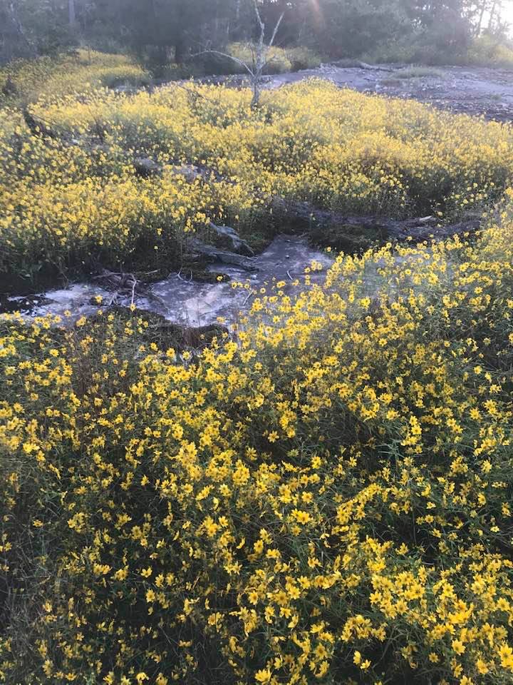 Yellow daisies blooming at Arabia Mountain