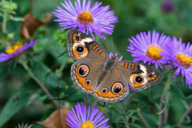 Buckeye butterfly on native aster