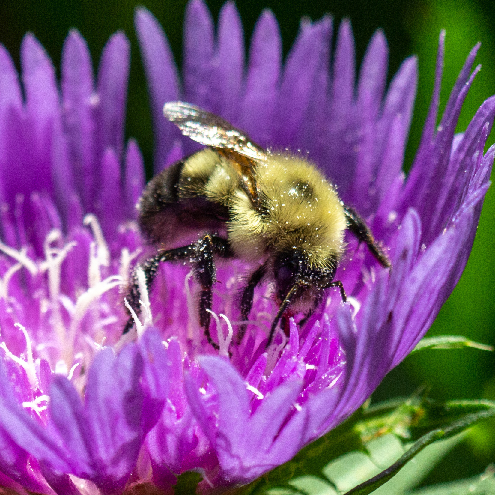 Native pollinators like this Eastern Bumblee are attracted to the vibrant, violet purple blooms of Stokesia laevis, or Stoke's Aster.