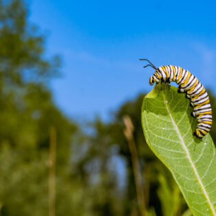 Striped Caterpillar on milkweed leaf