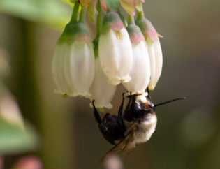 Southeastern Bumble bee.