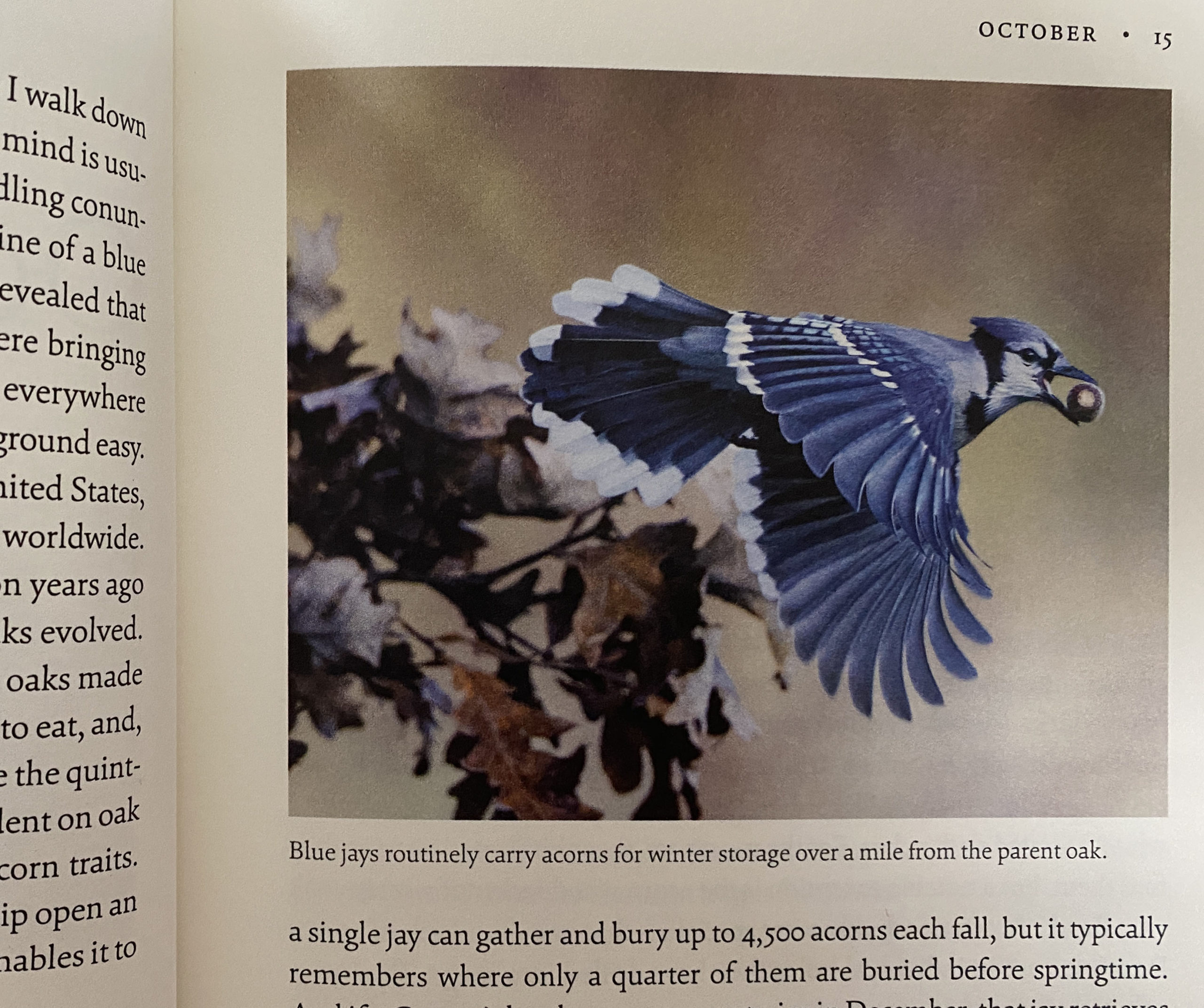 photo of a book with an image of a blue jay carrying an acorn