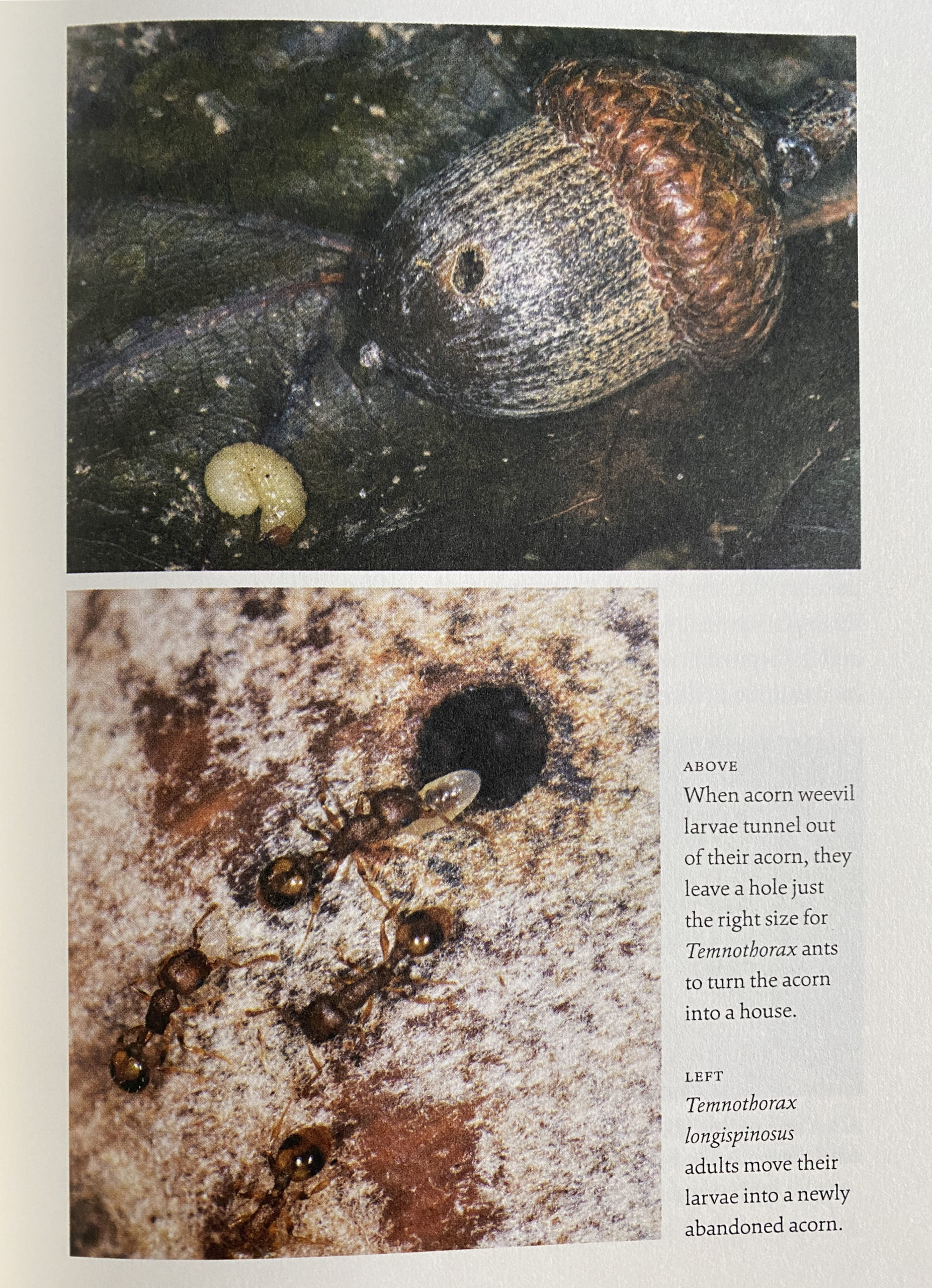 photo of a book depicting images of an acorn and acorn weevil (above) and ants transporting their larvae (below)