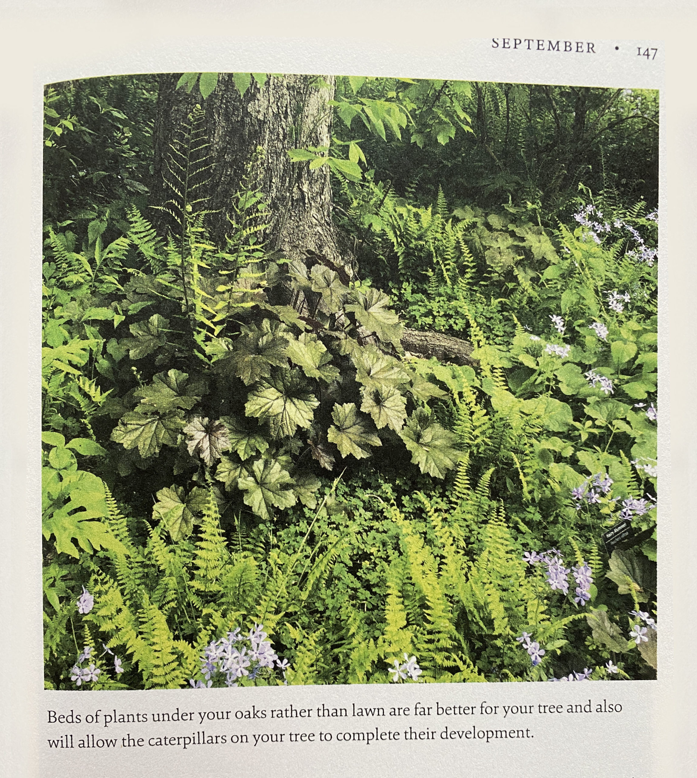 photo of a book with an image of a tree with ferns and other plants below