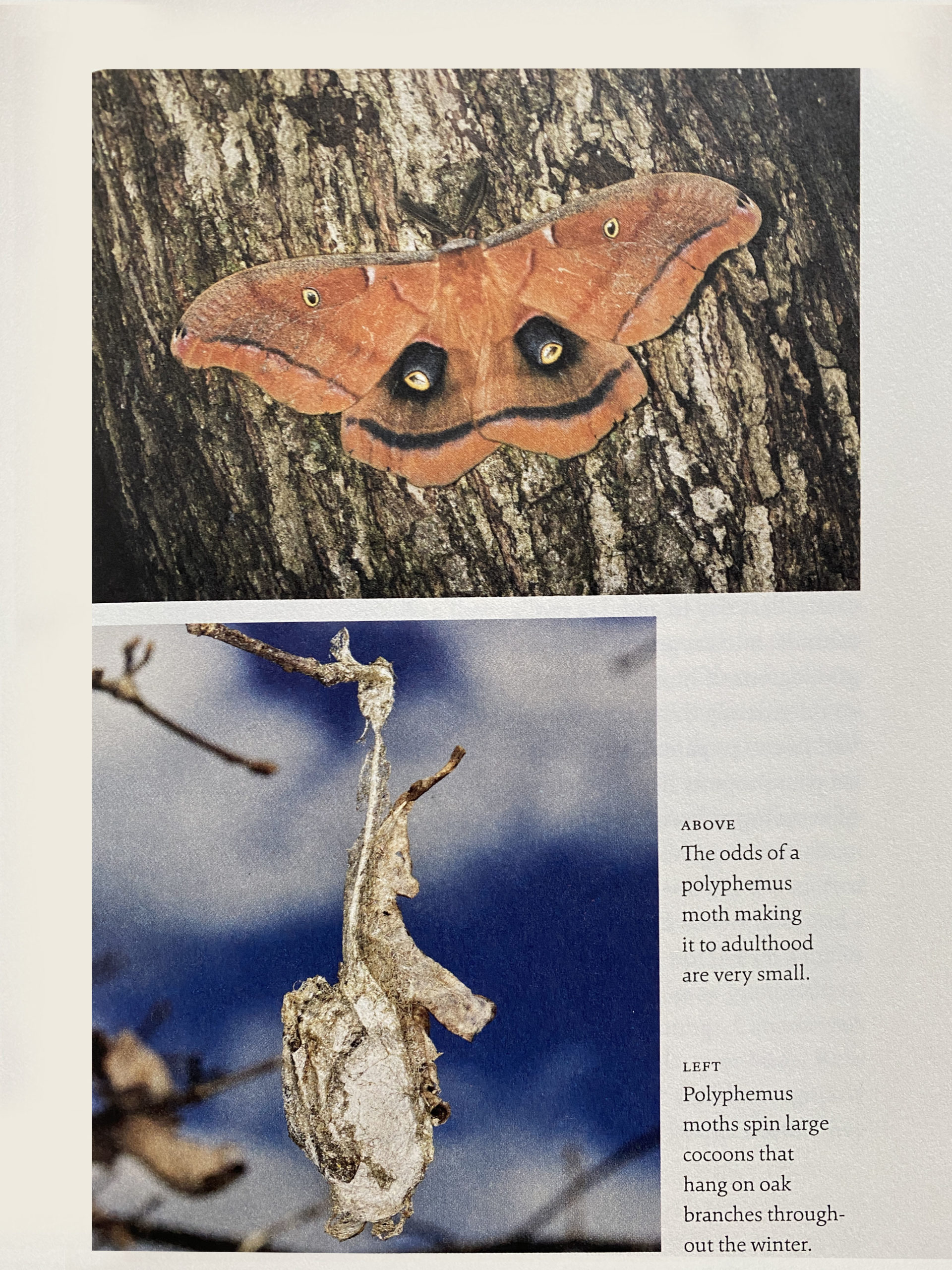 Polyphemus moth and cocoon.