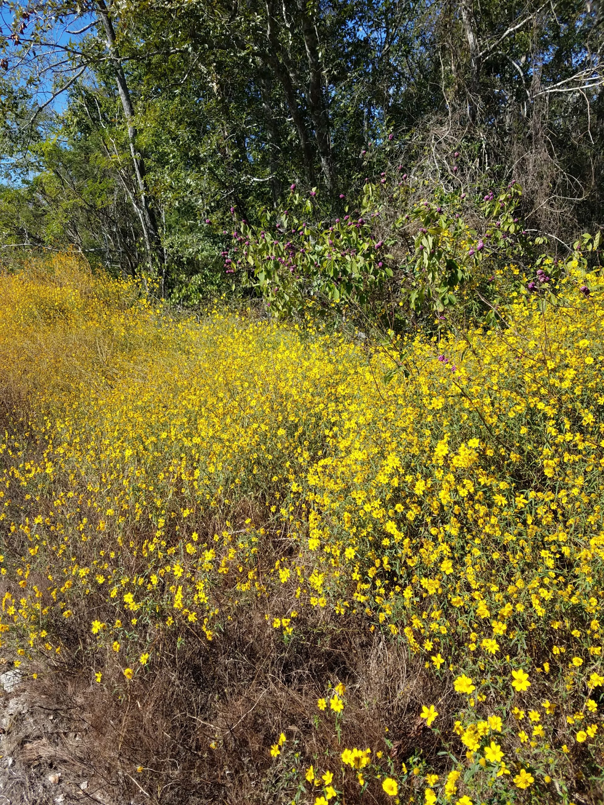 field of yellow flowers on the sunny edge of a forest