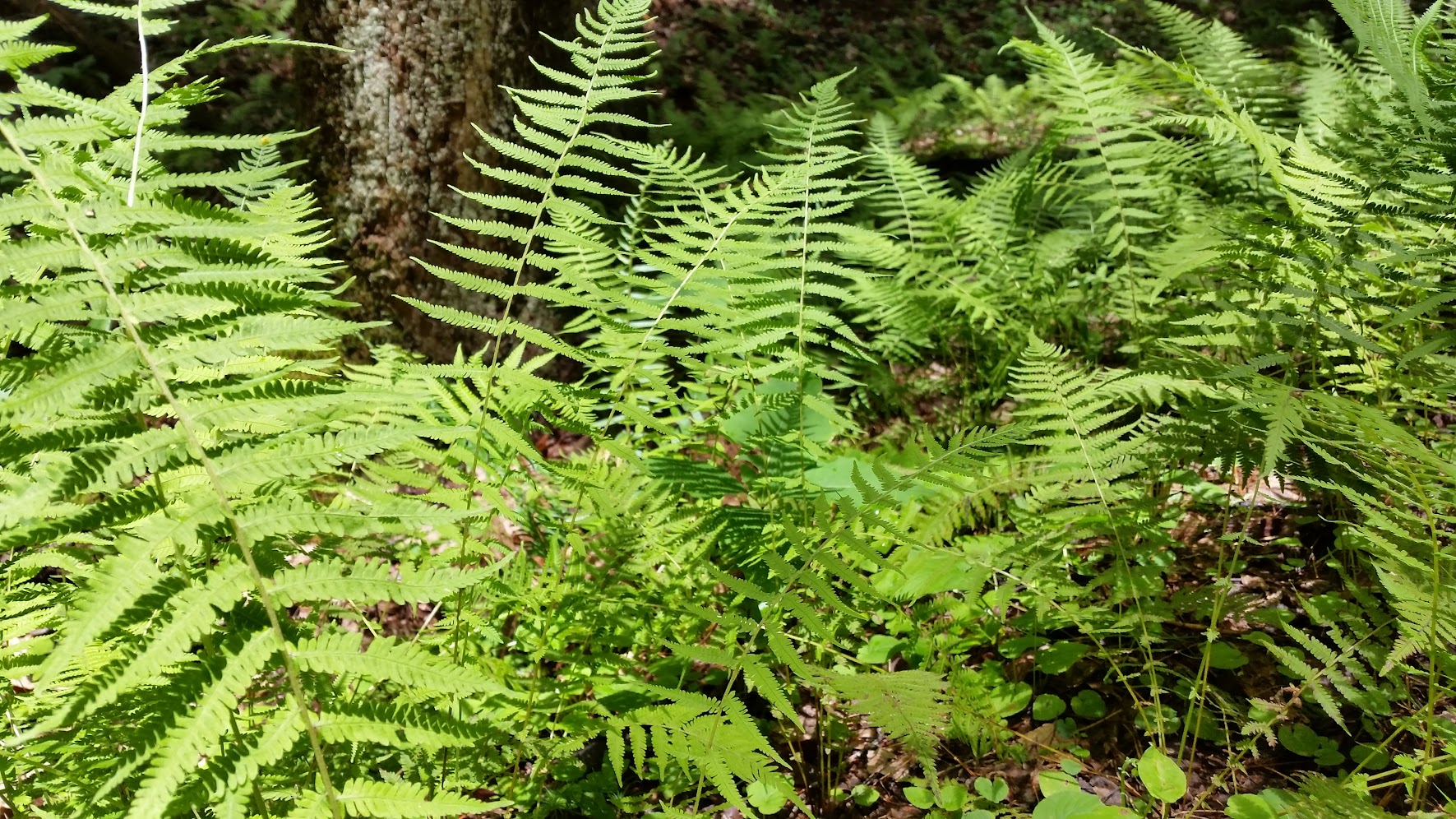 cluster of ferns