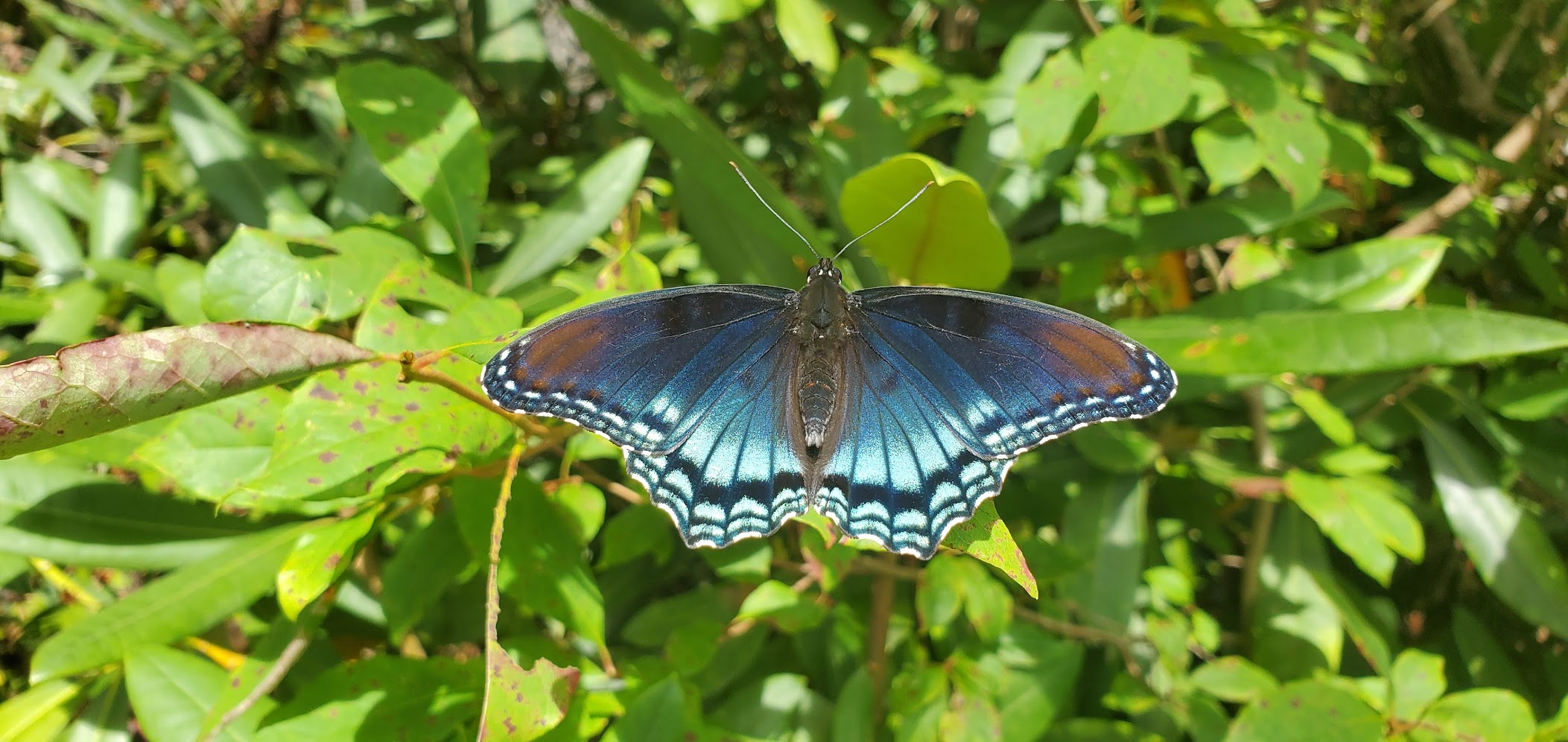 shiny blue butterfly resting on the leaves of a tree