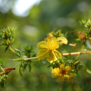 Yellow flowers of Hypericum prolificum (Shrubby St. John's wort)