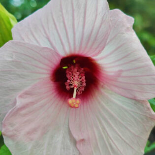 Hibiscus grandiflorus, Velvet Mallow.