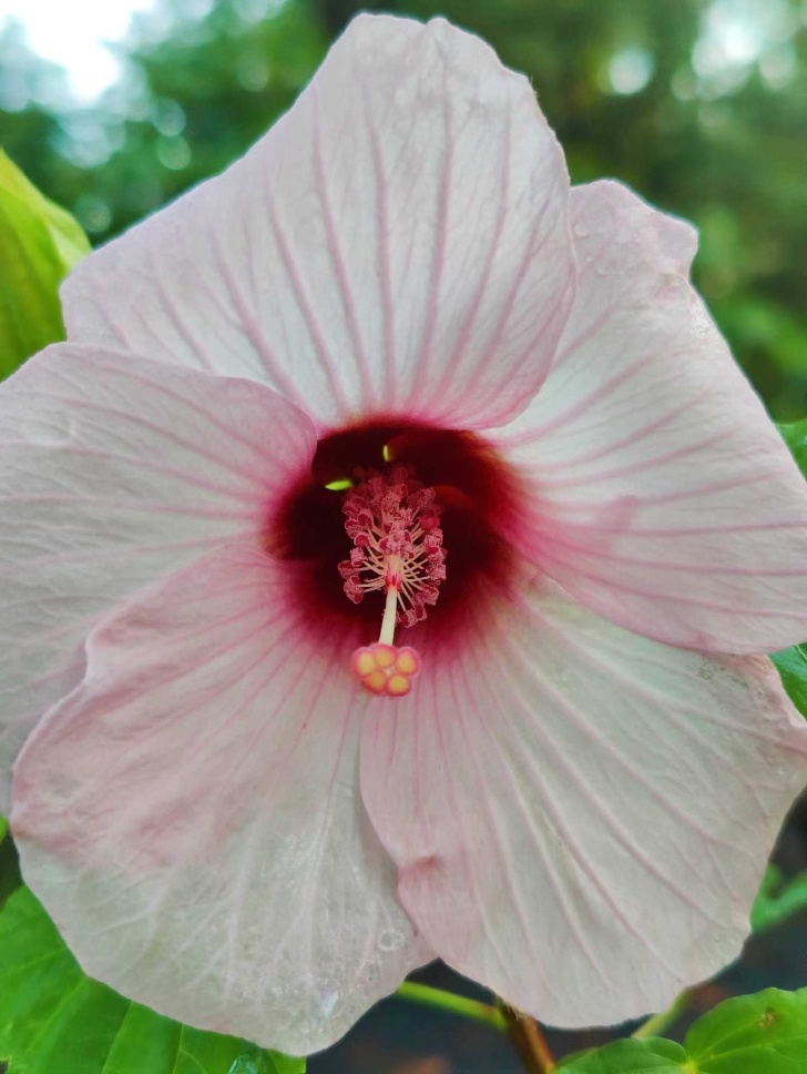 Hibiscus grandiflorus, Velvet Mallow.