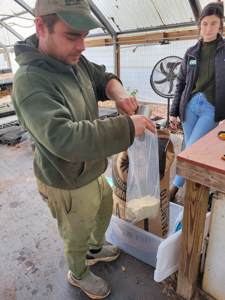 Tanner filling plastic bag with vermiculite for bare root shipping