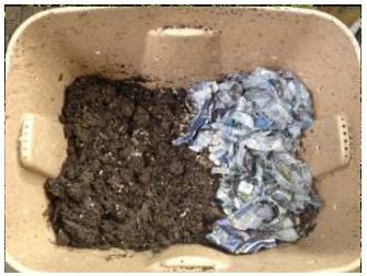 vermicomposting bin containing soil and shredded paper