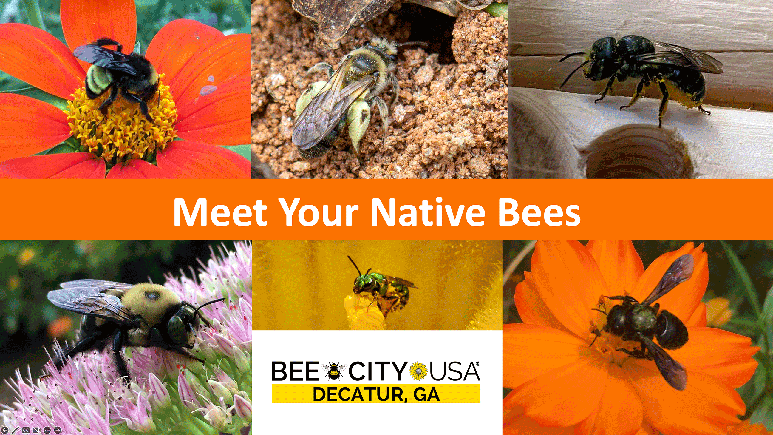 Meet your native bees, bee city USA, Decatur, GA