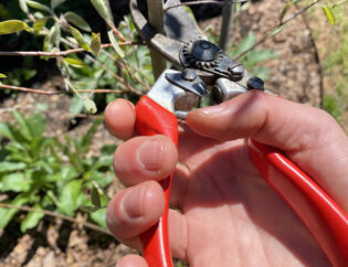 Red-handled gardening pruners are being used cut the woody stem of a Downy Serviceberry tree, Amelanchier arborea.