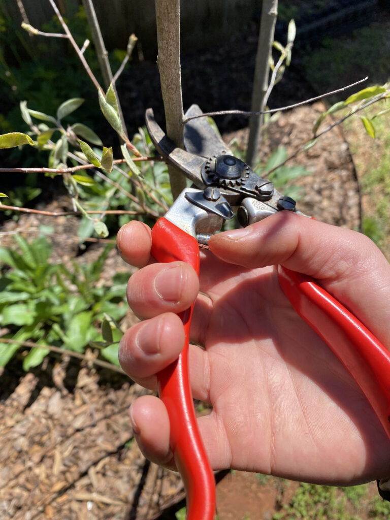 Red-handled gardening pruners are being used cut the woody stem of a Downy Serviceberry tree, Amelanchier arborea.