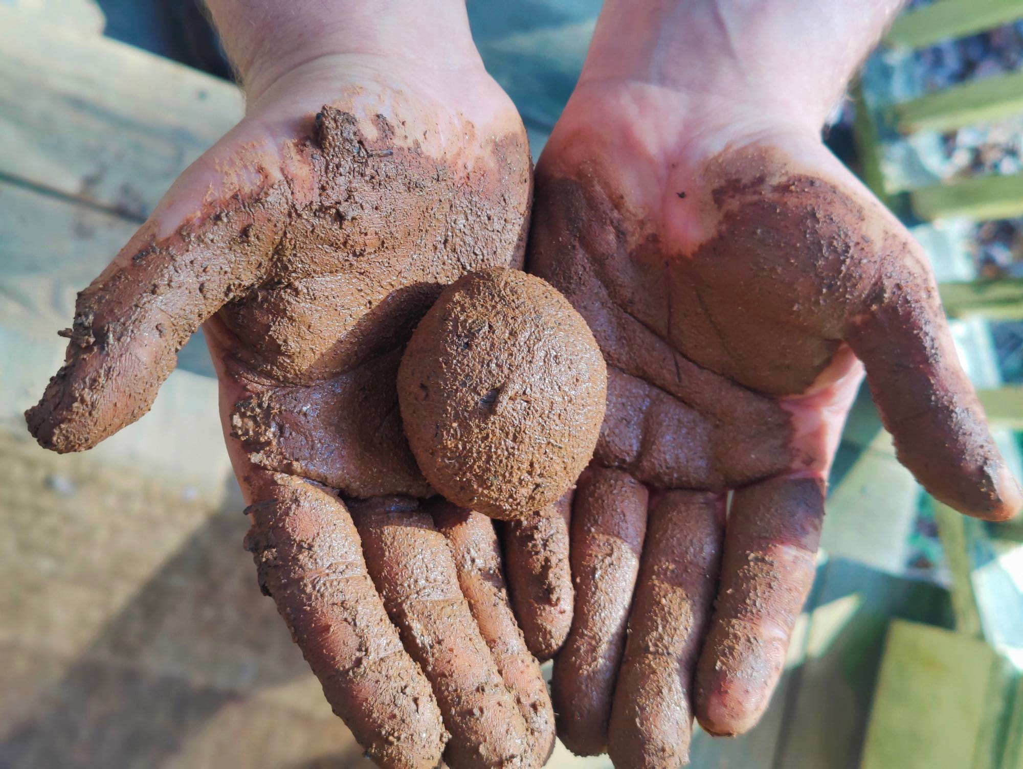 seed bomb (ball of mud with seeds inside) in the muddy hands of the person who made it