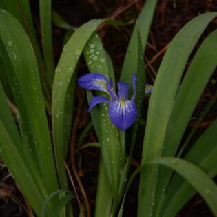 Iris brevicaulis, Zig Zag Iris, has violet purple flowers with 3 large drooping sepals and 3 upright petals. Its leaves grow rhizomatically in large fans, which allows it to spread and form colonies.